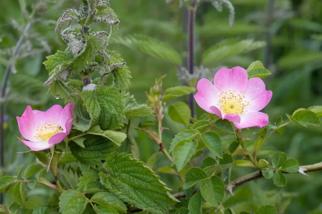 Sweetbriar Rose (Rosa Rubiginosa)