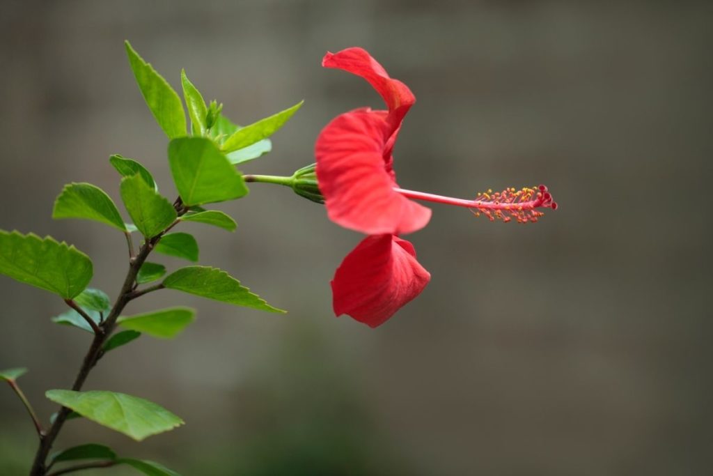 Tahitian Brown Embers Tropical Hibiscus (Hibiscus rosa-sinensis)