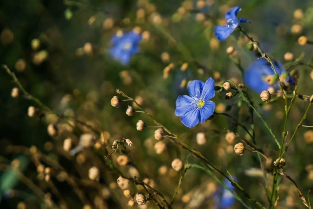 The Flax Plant 