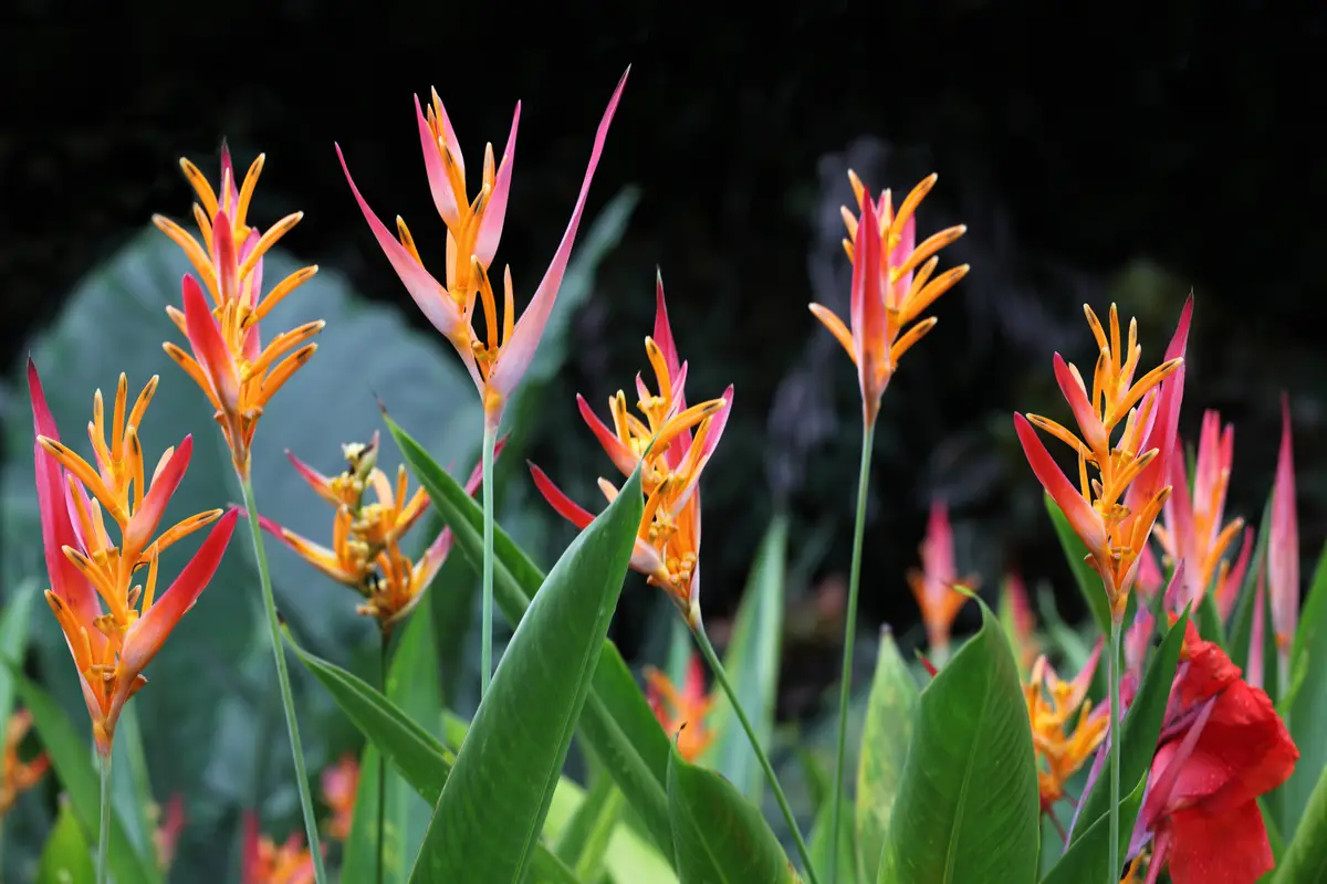 The Heliconia Plant