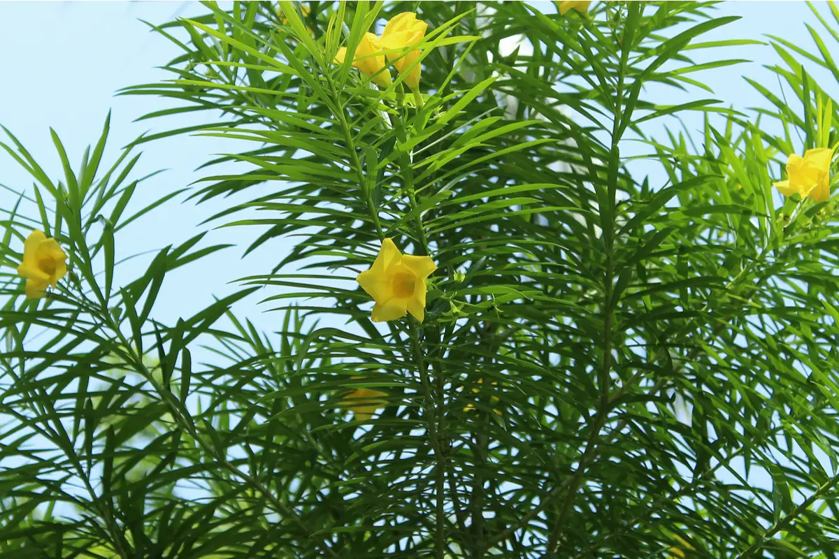 Thevetia yellow trees
