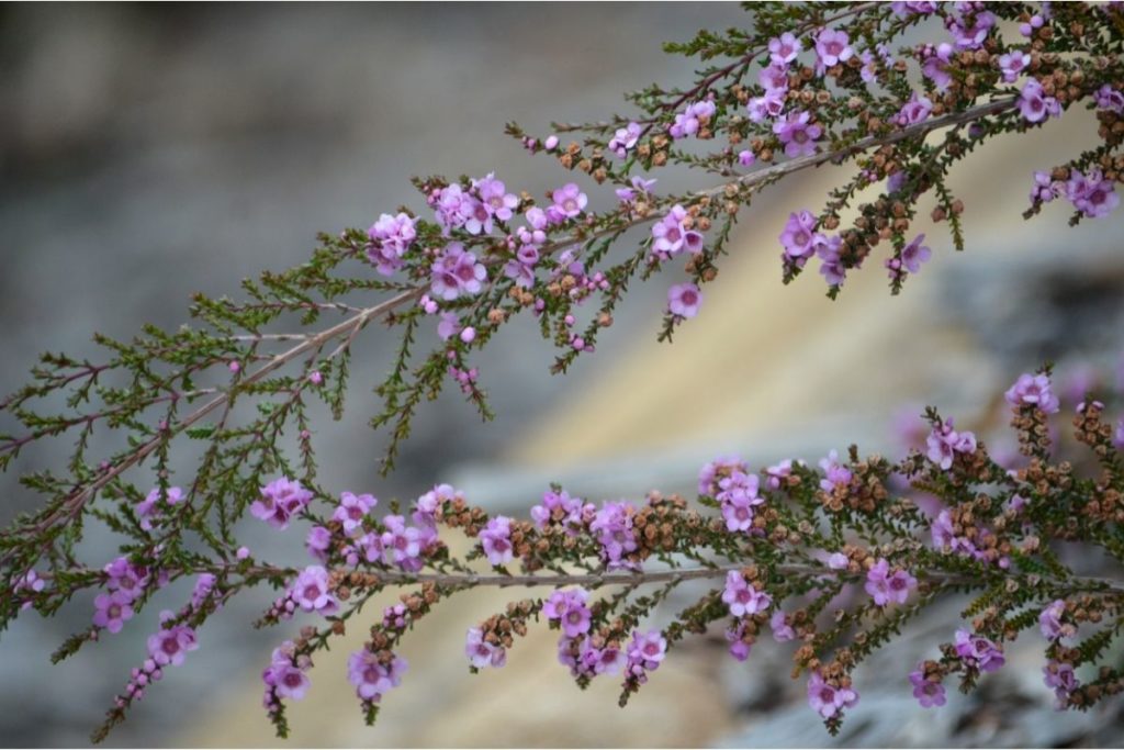 Thryptomene Australian flowers