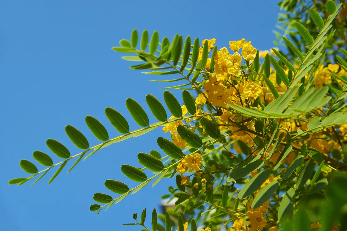 Tipu yellow trees
