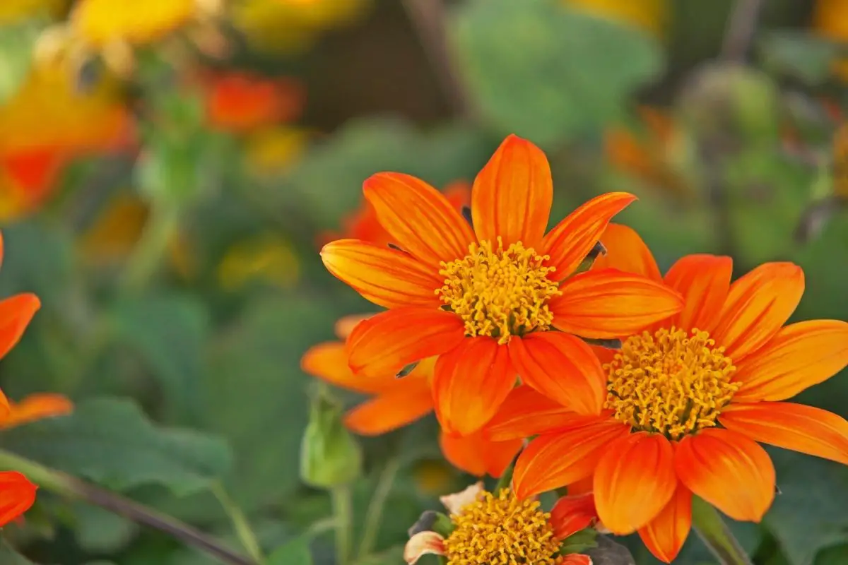 Tithonia Rotundifolia ‘Torch’ light orange flowers