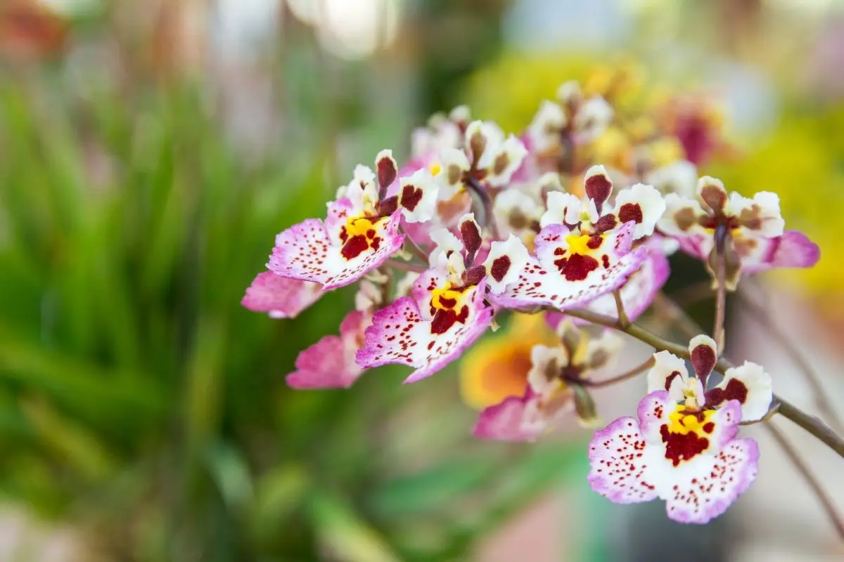 Tolumnia Orchids