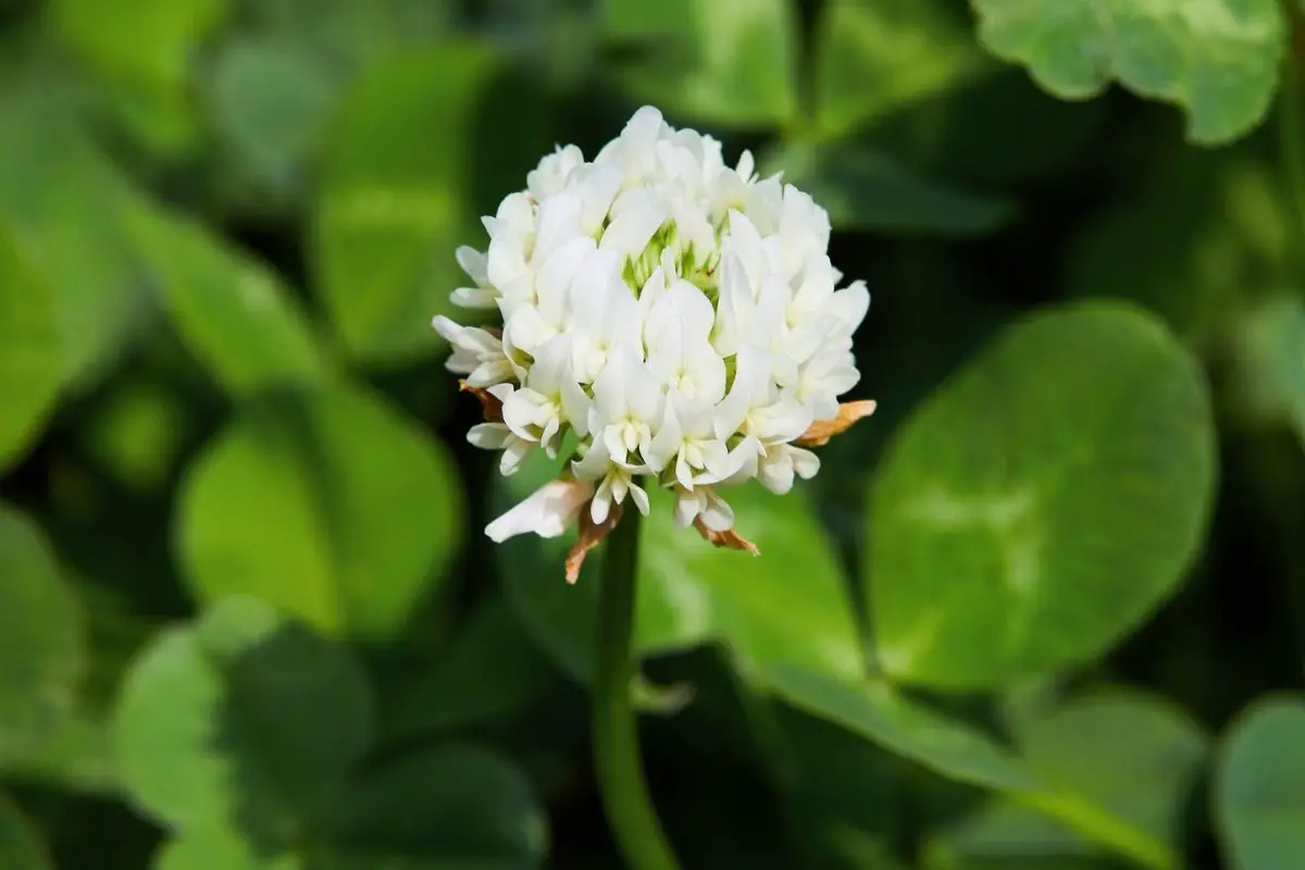 Trifolium (Clover)