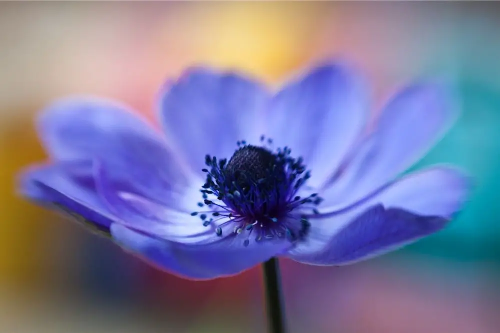 18 Beautiful True Blue Flowers (Including Pictures)