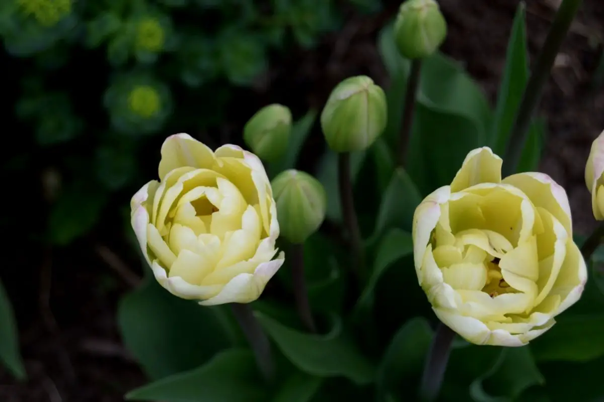 Tulip cream flowers