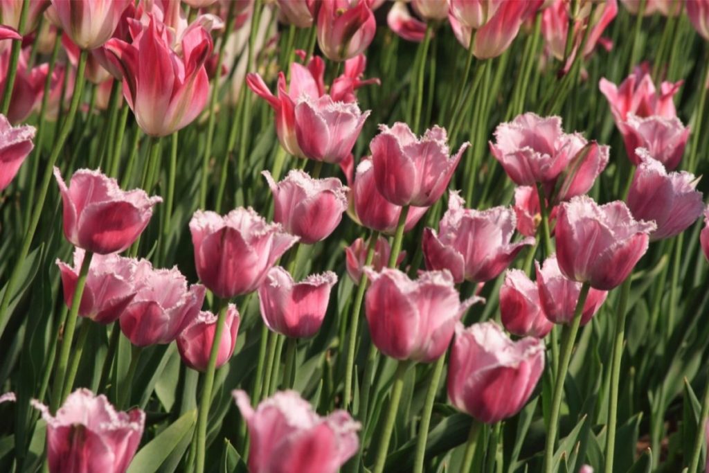 Tulip (Pink Diamond)