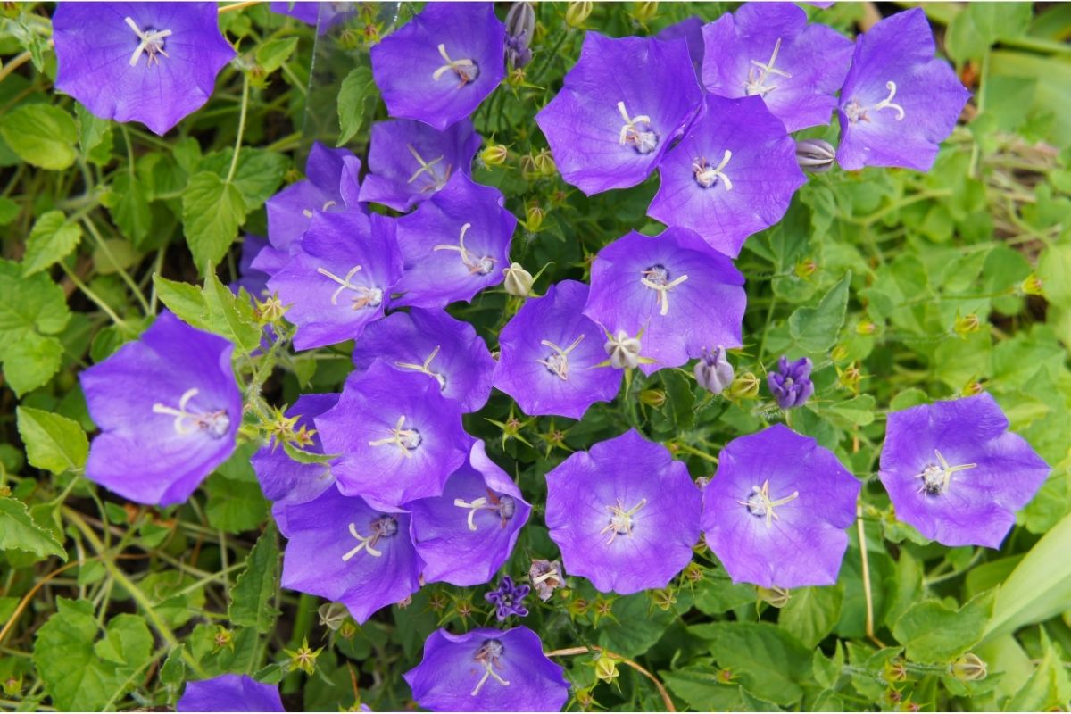 Tussock blue bell flowers