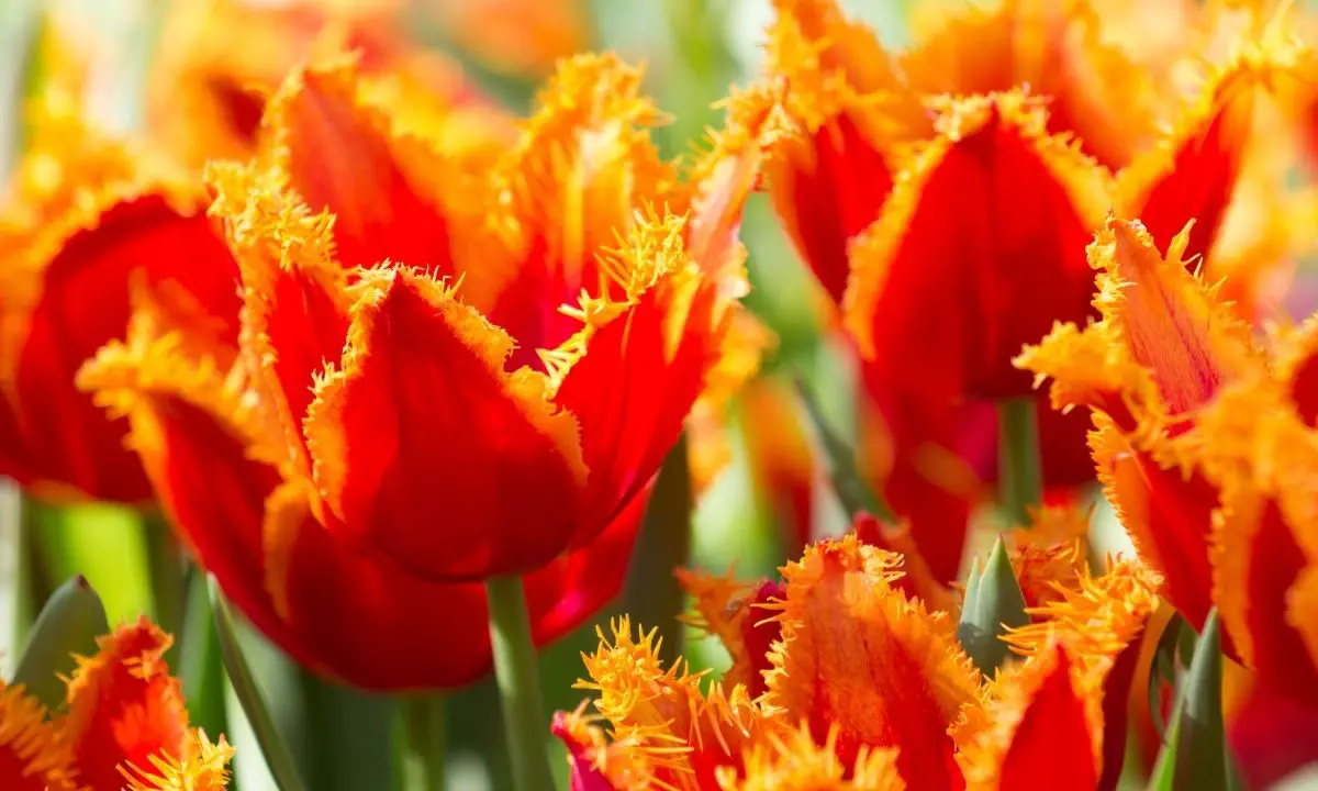 Twisted Orange Fringed Tulips