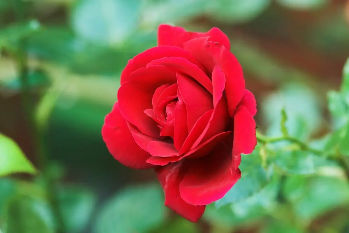 Valencia Red Rose
