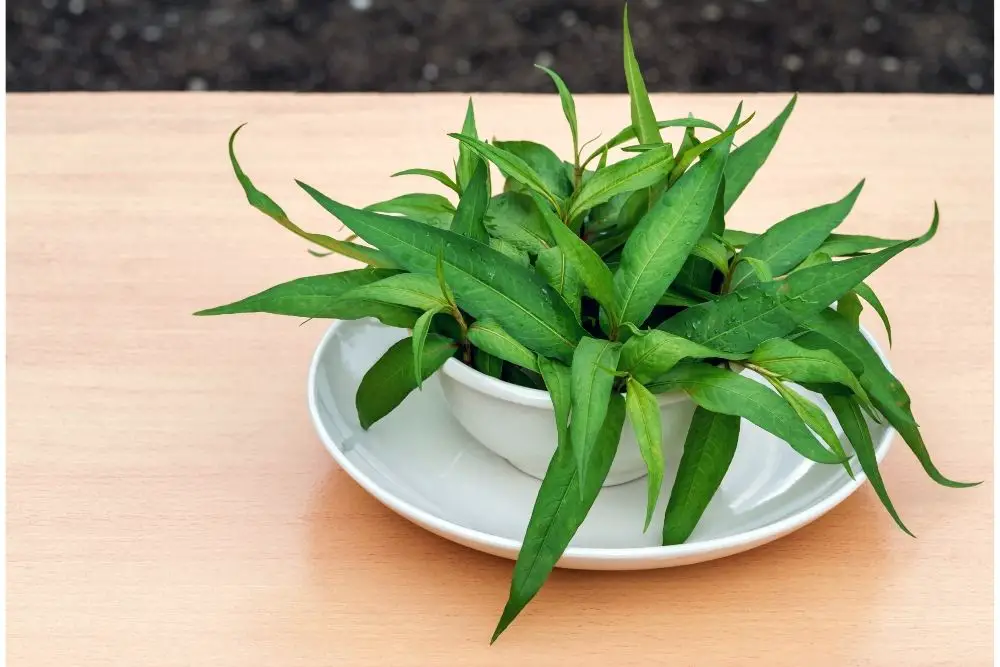 11 Fascinating Vietnamese Plants