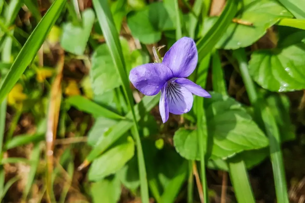Viola Riviniana Violet Plants
