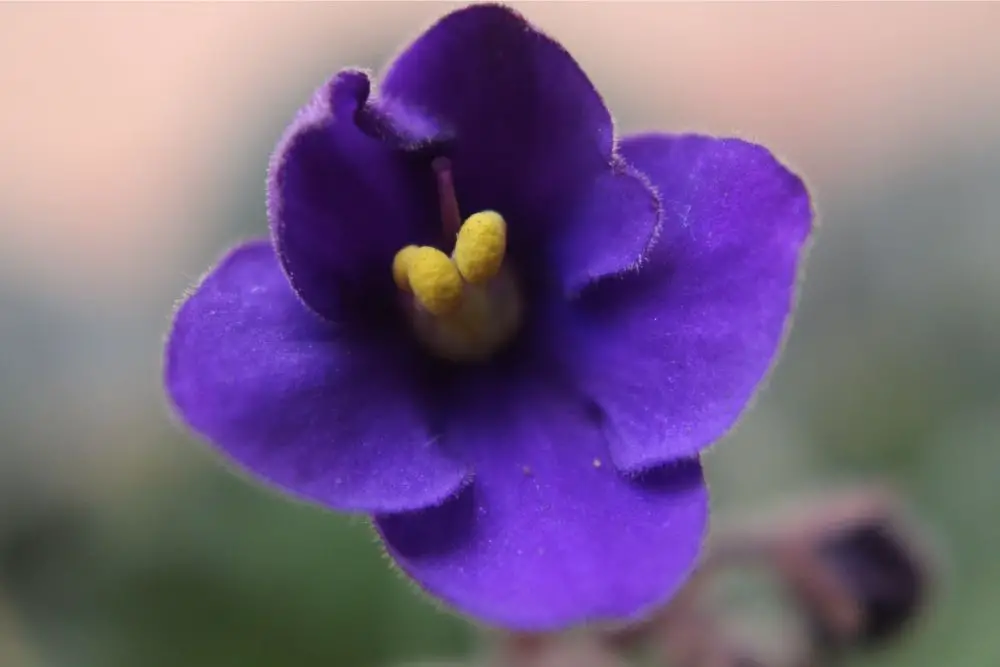 17 Gorgeous Violet Plants (With Pictures)