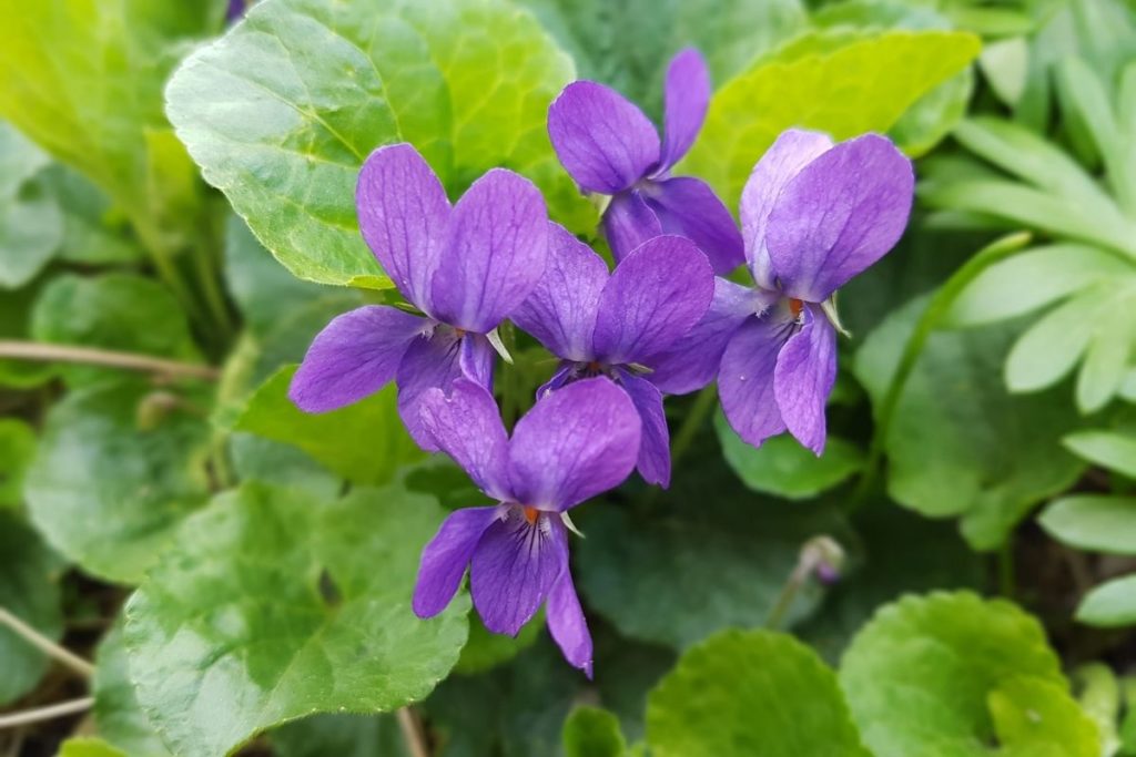 Violet (Viola Odorata)