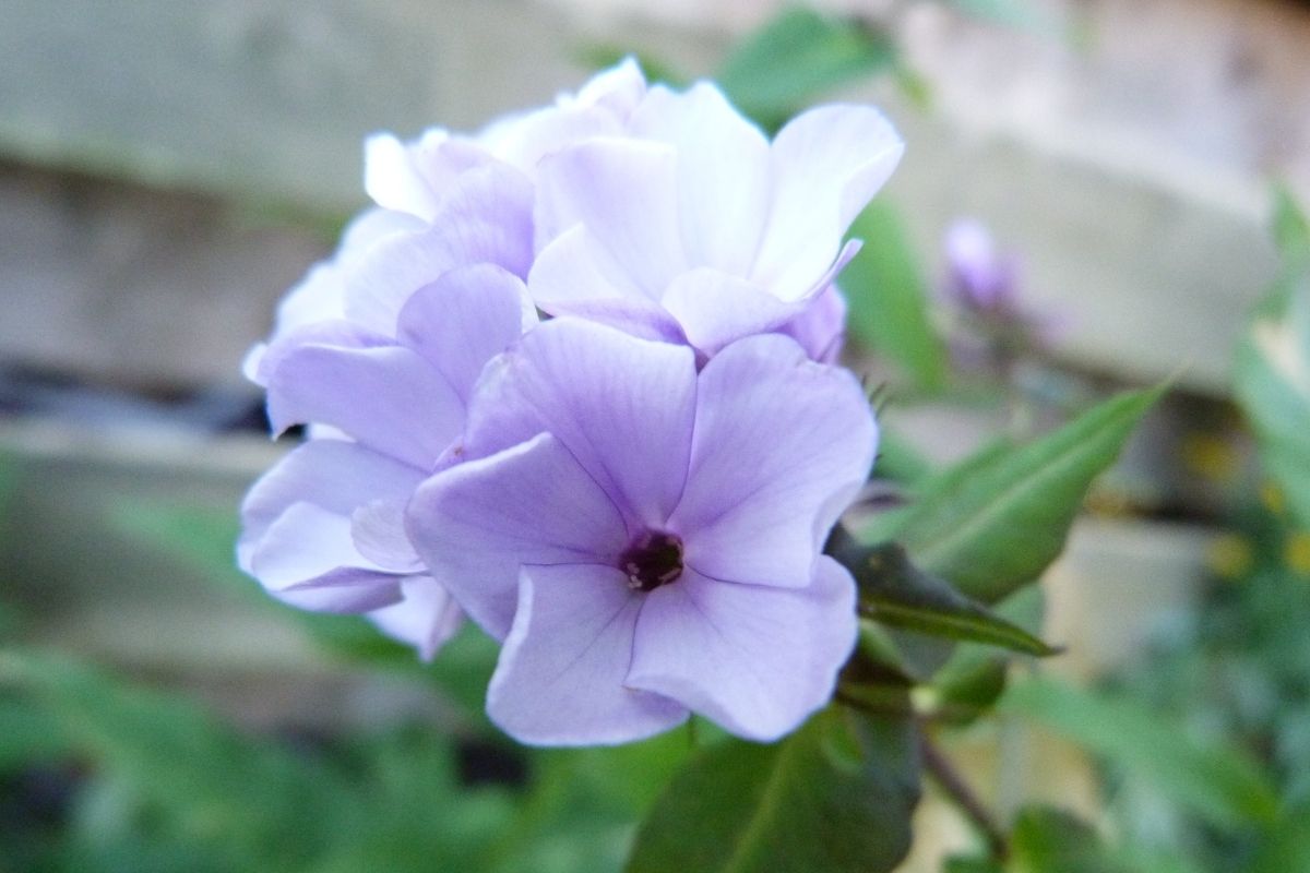Violetta Gloriosa Phlox (Phlox Paniculata ‘Violetta Gloriosa’) 