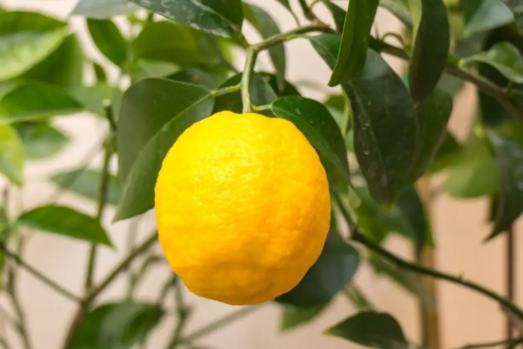 Volkamer Lemon Tree
