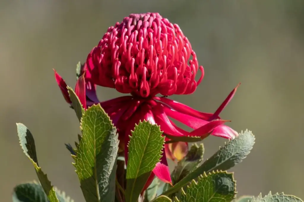 Waratah Australian flowers