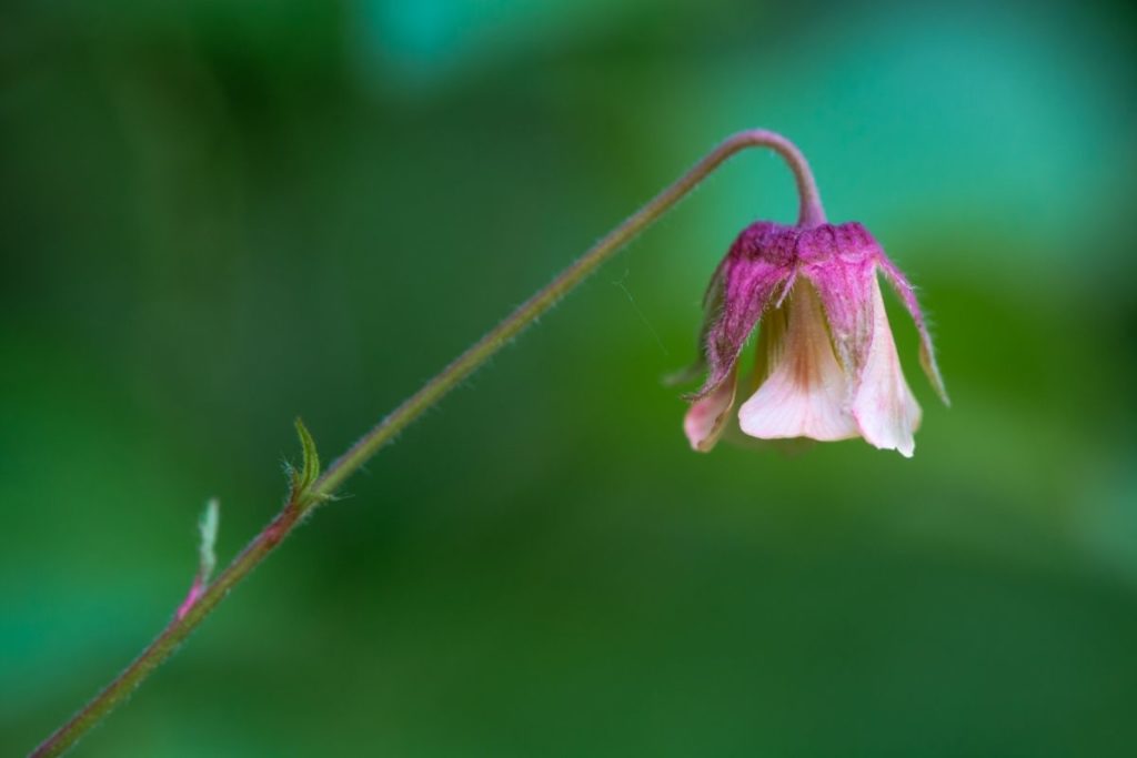 Water Avens (Geum Rivale) 