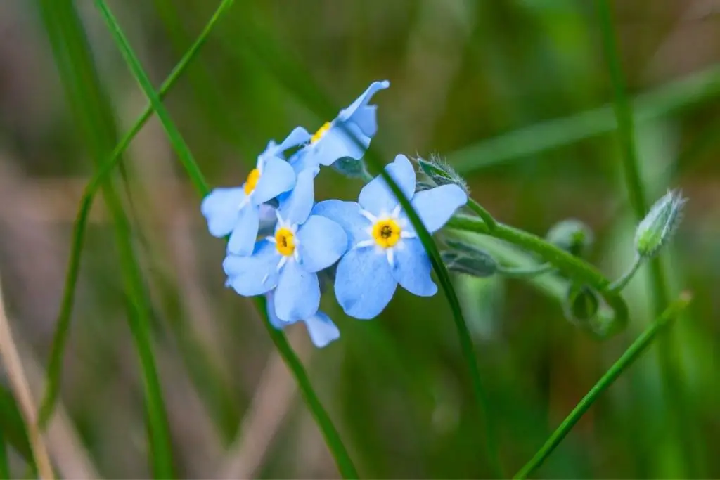 Water Forget-Me-Not 
