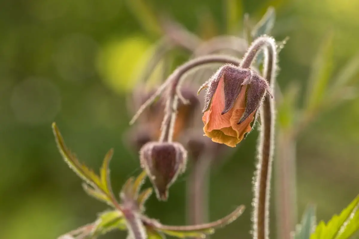 Water avens (Geum rivale) 