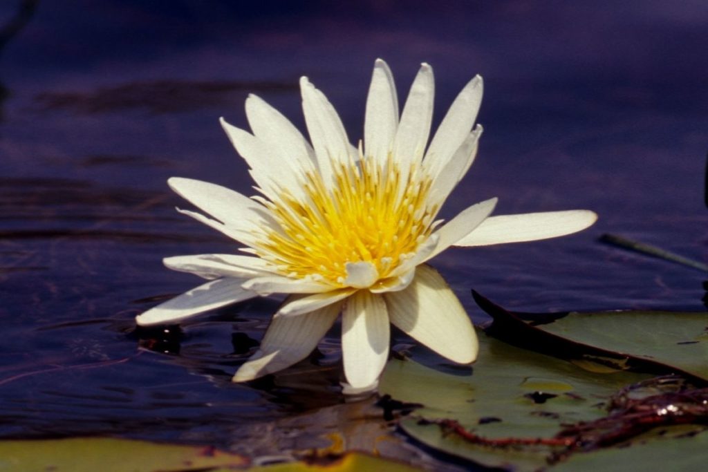 Waterlily (Nyphaea Hollandia)