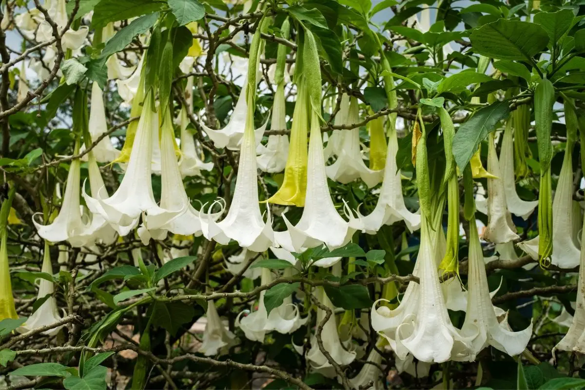 White Trumpet Flower