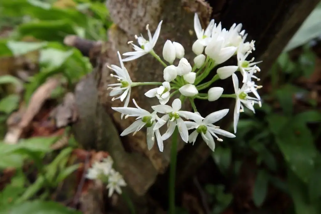 Wild Garlic (Allium Ursinum)