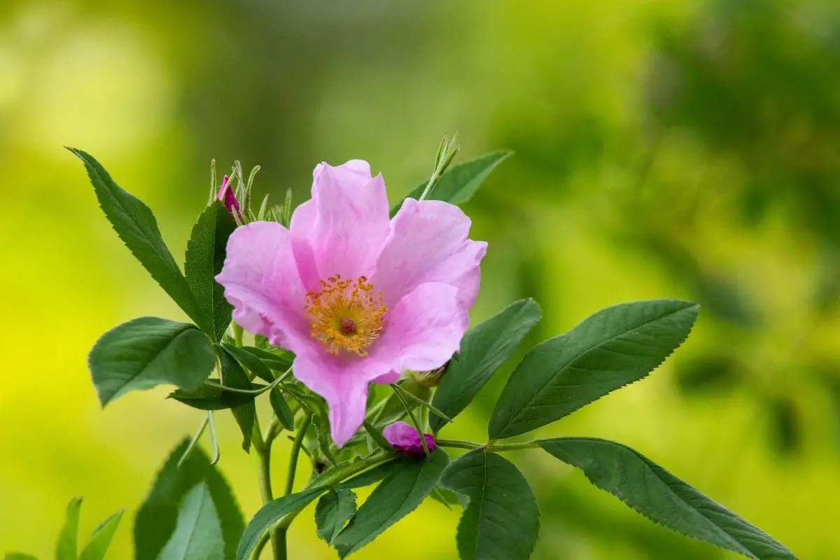Wild rose (Rosa acicularis)