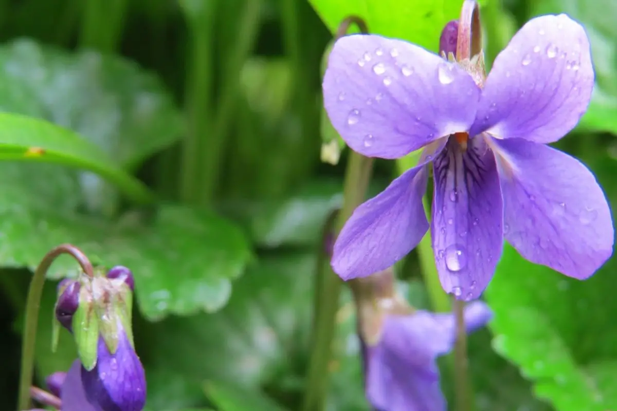 Wooly violet (Viola sororia)