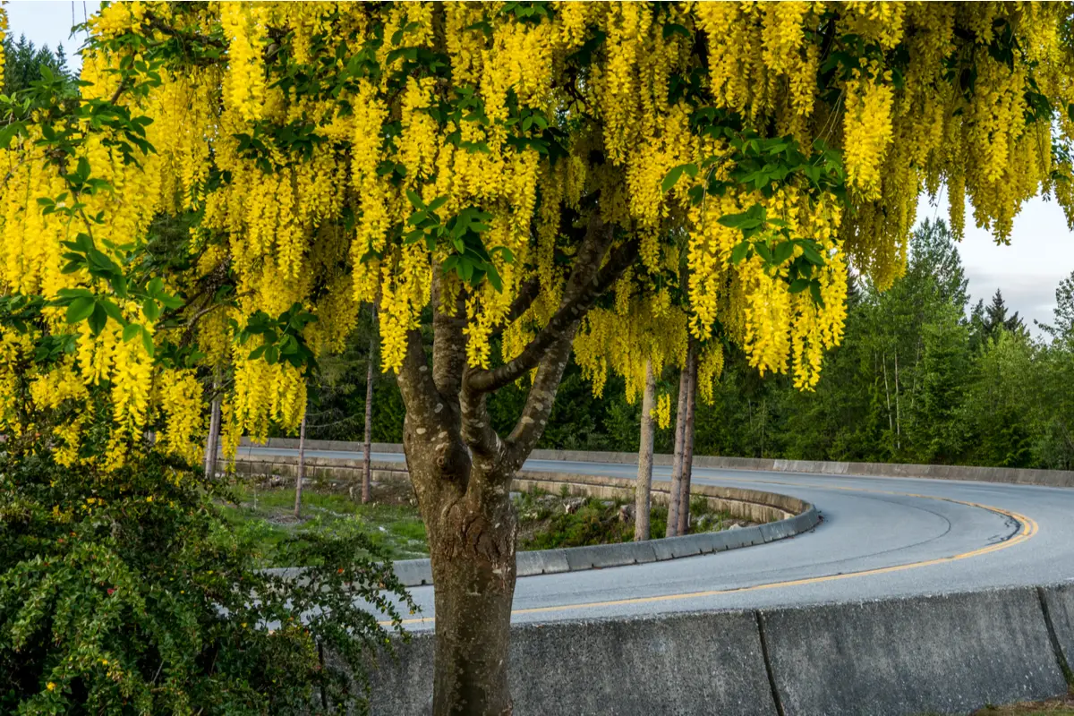 Yellow Chain Tree