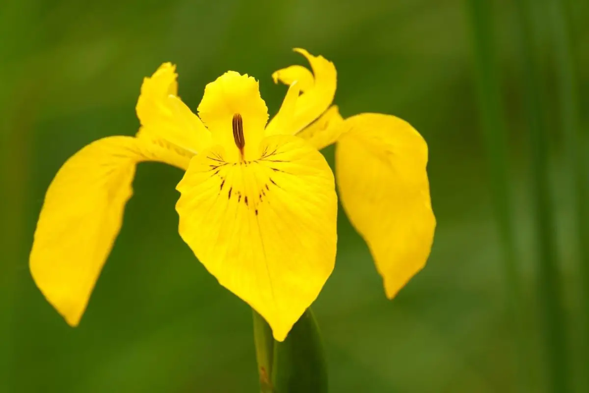 Yellow Iris 