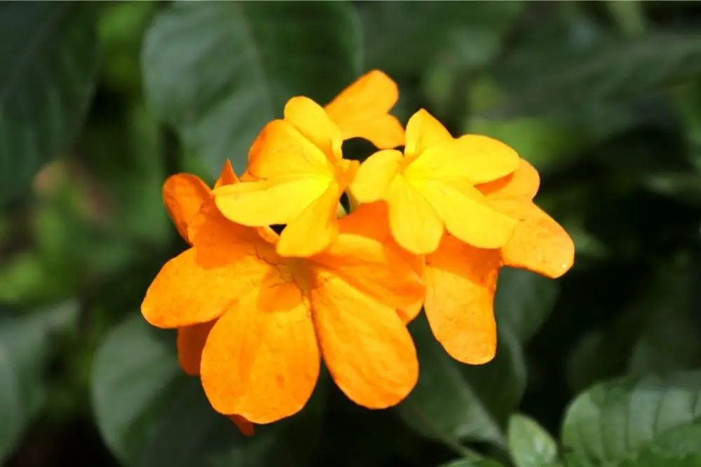 Yellow Orange Flowers
