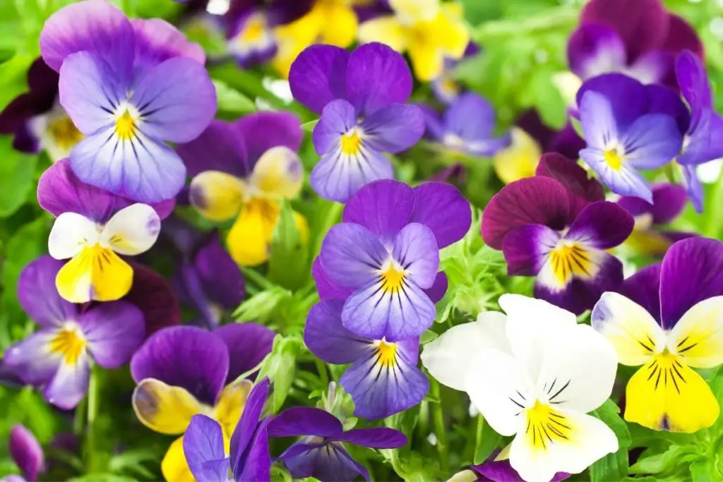 Yellow Pansy Violet Plants