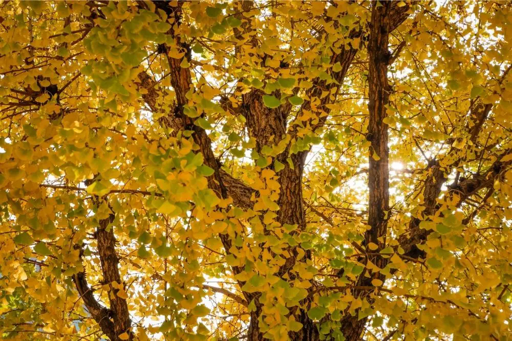 16 Interesting Yellow Trees (Including Pictures)