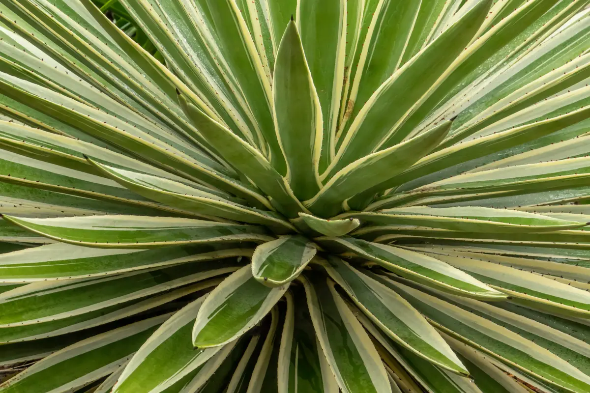 Yucca Gloriosa ‘Variegata’ (Spanish Dagger)