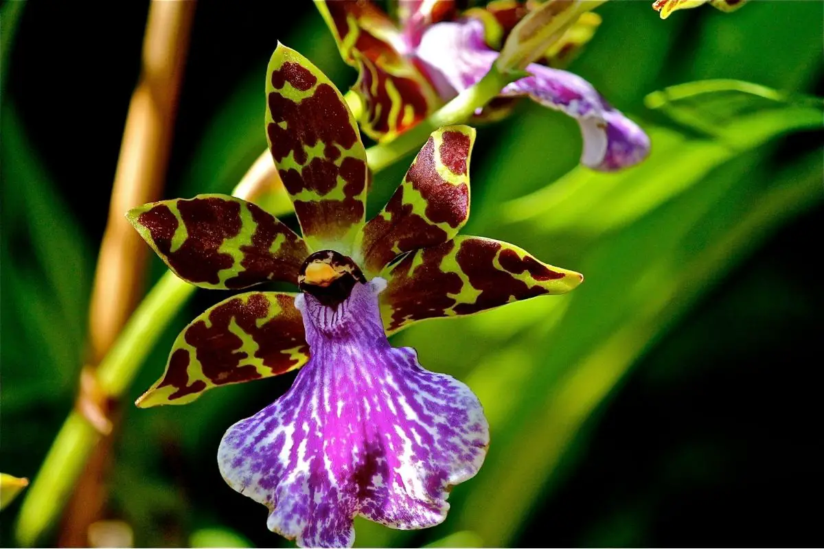 Zygopetalum Orchids