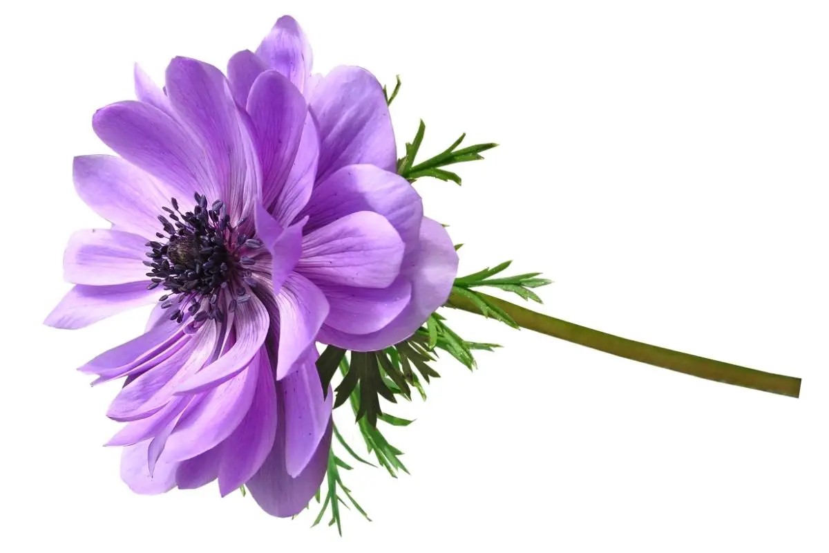 anemone Flowers that start with A