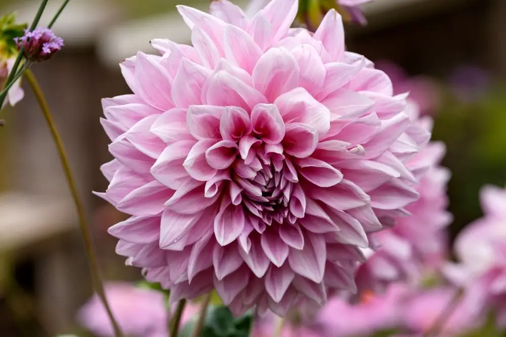 9 Beautiful Cotton Candy Flowers (With Pictures)
