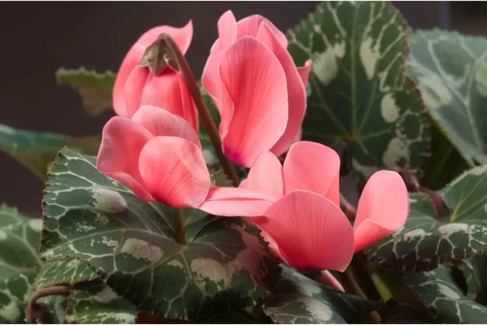 31 Unique Cyclamen Flowers (With Pictures)