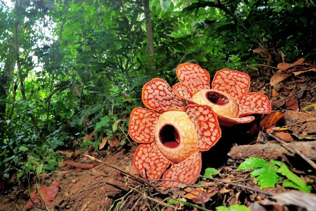 giant rafflesia