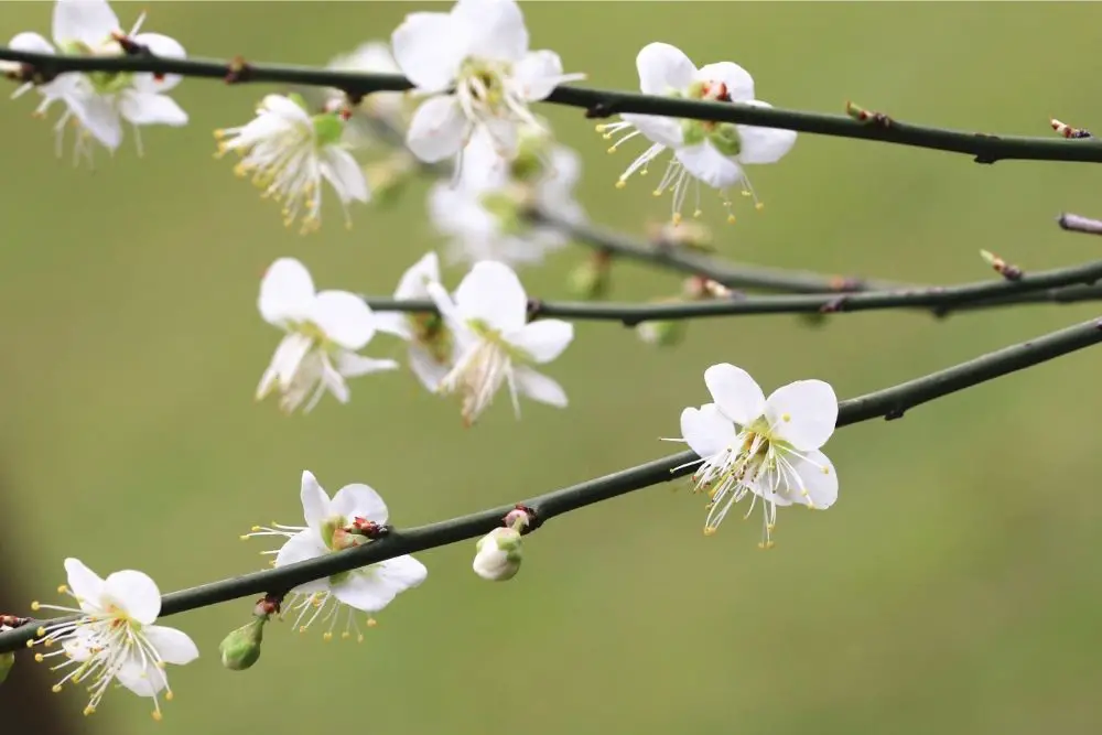 19 Stunning Plum Flowers (With Pictures)