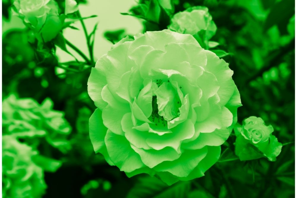 sage flowers green rose