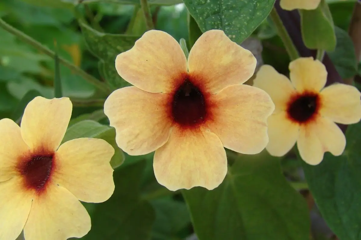 Thunbergia Plants That Start With T 