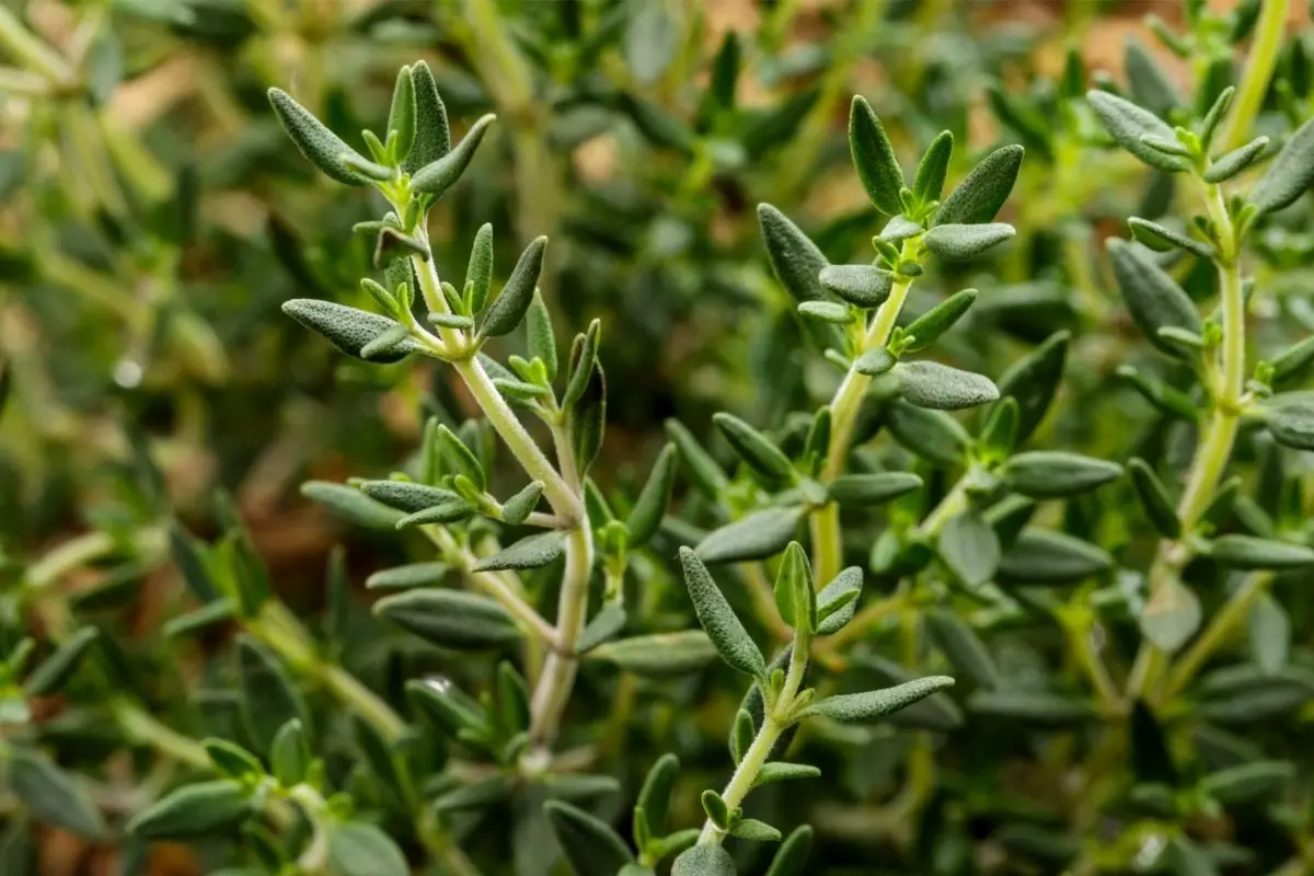 Thyme Plants That Start With T 