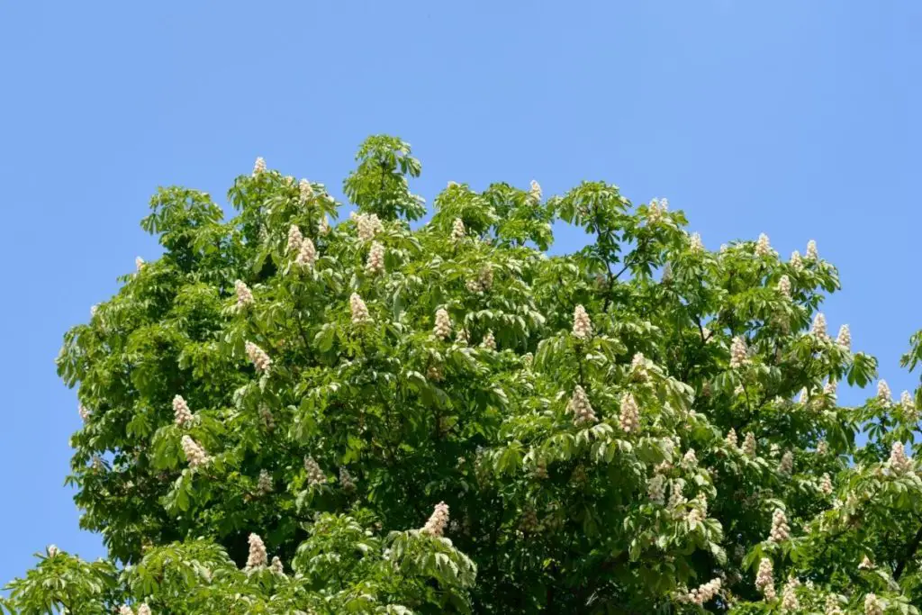 11 Different Types Of Chestnut Trees (Including Photos) (1)