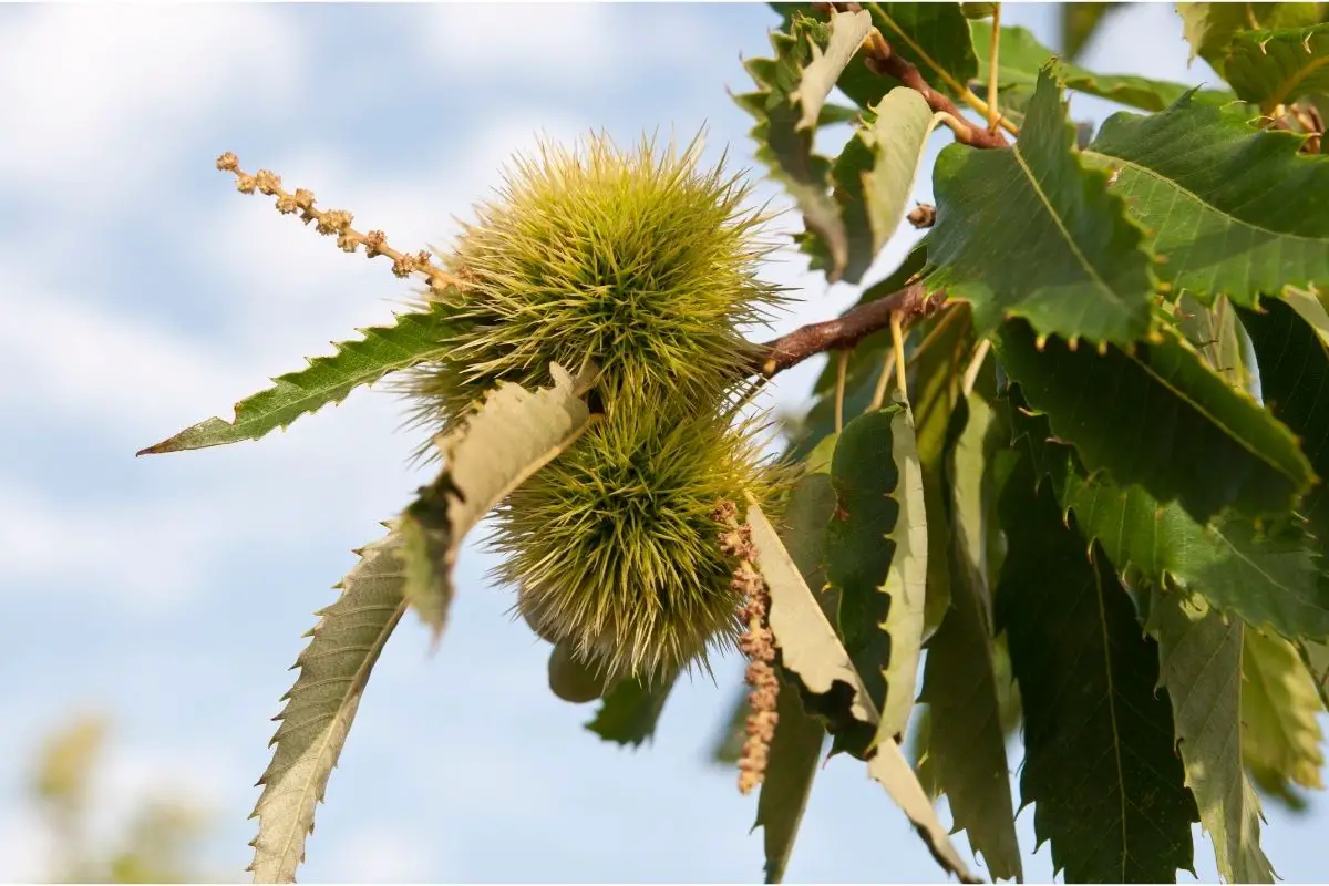 11 Different Types Of Chestnut Trees (Including Photos) (7)