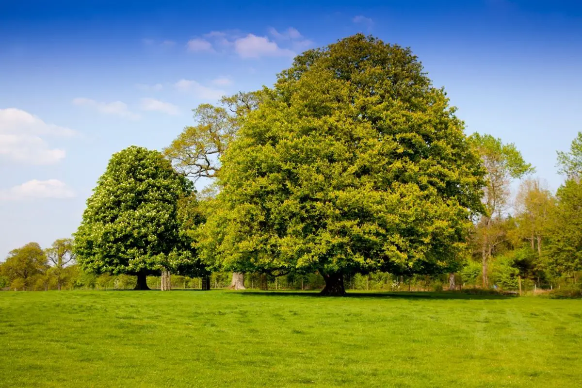 11 Different Types Of Chestnut Trees (Including Photos)