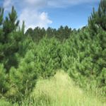 11 Lovely Pine Tree Plants (With Pictures)